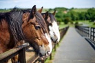 Cheap Horses Article